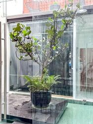 Joo Chiat Terrace (D15), Terrace #606407221